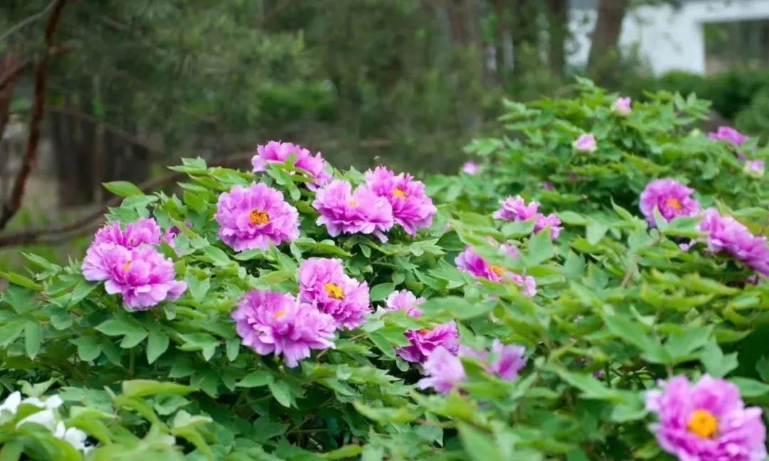 家門口的牡丹花海!自然公園西區3000多株牡丹進入盛花期!