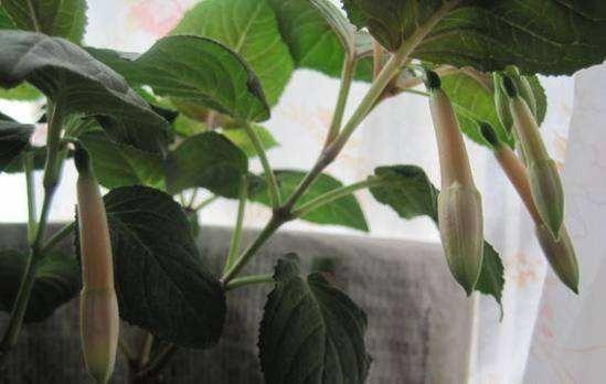 倒挂金钟掐个枝10天生根就开花倒挂千朵小灯笼