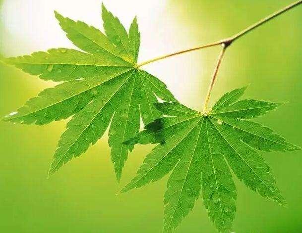 原创为啥世界上没有两片一样的树叶?和指纹开锁一样,这种几率太小了