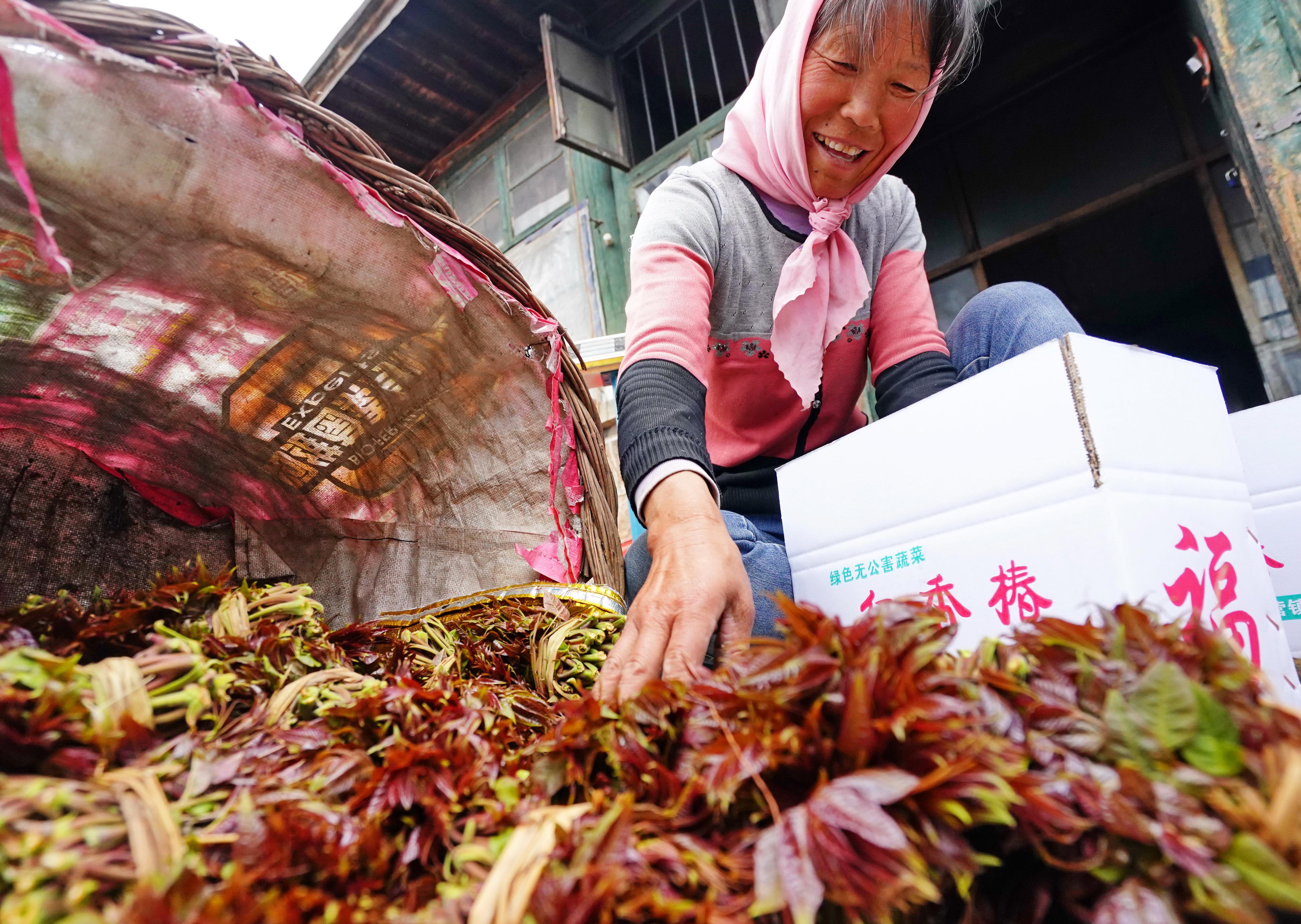 香椿苗怎么种植图片