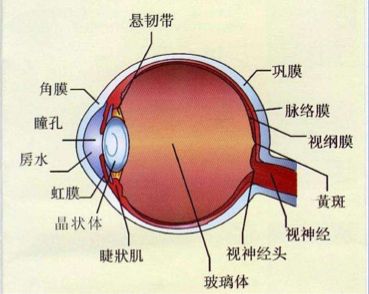眼球的结构示意图简笔图片