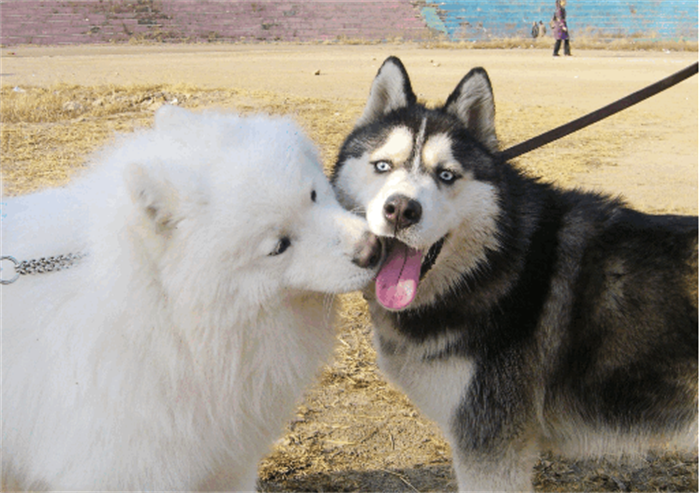 原创主人不愿与哈士奇同框,二哈永远都是芙蓉出水,二哈:我才是主角