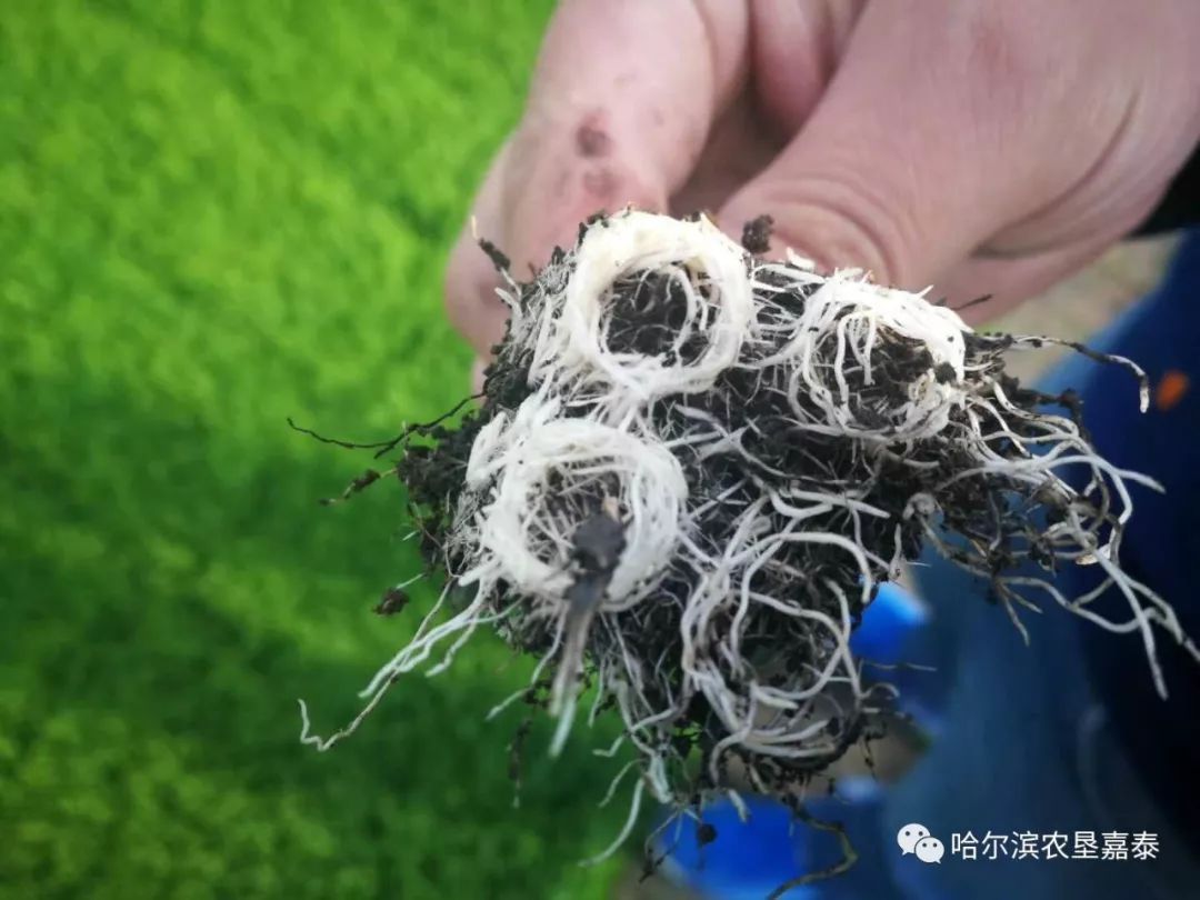 2019木美土里再创佳绩