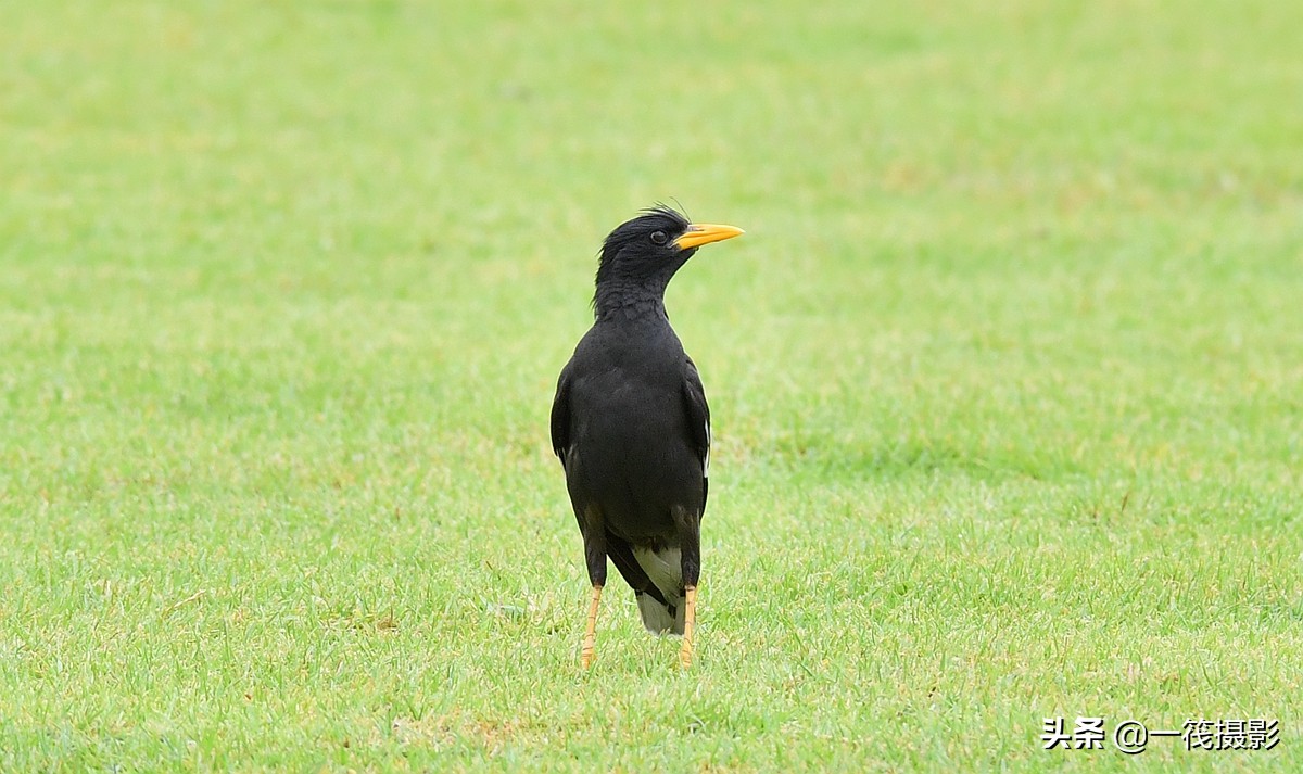 1/ 12 ְ˸(ѧ:acridotheres grandis):
