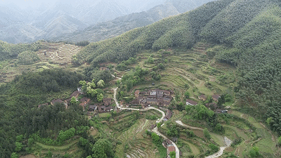领略古树开花之美小编带你去枫坪乡山乍口村在这个五一假期