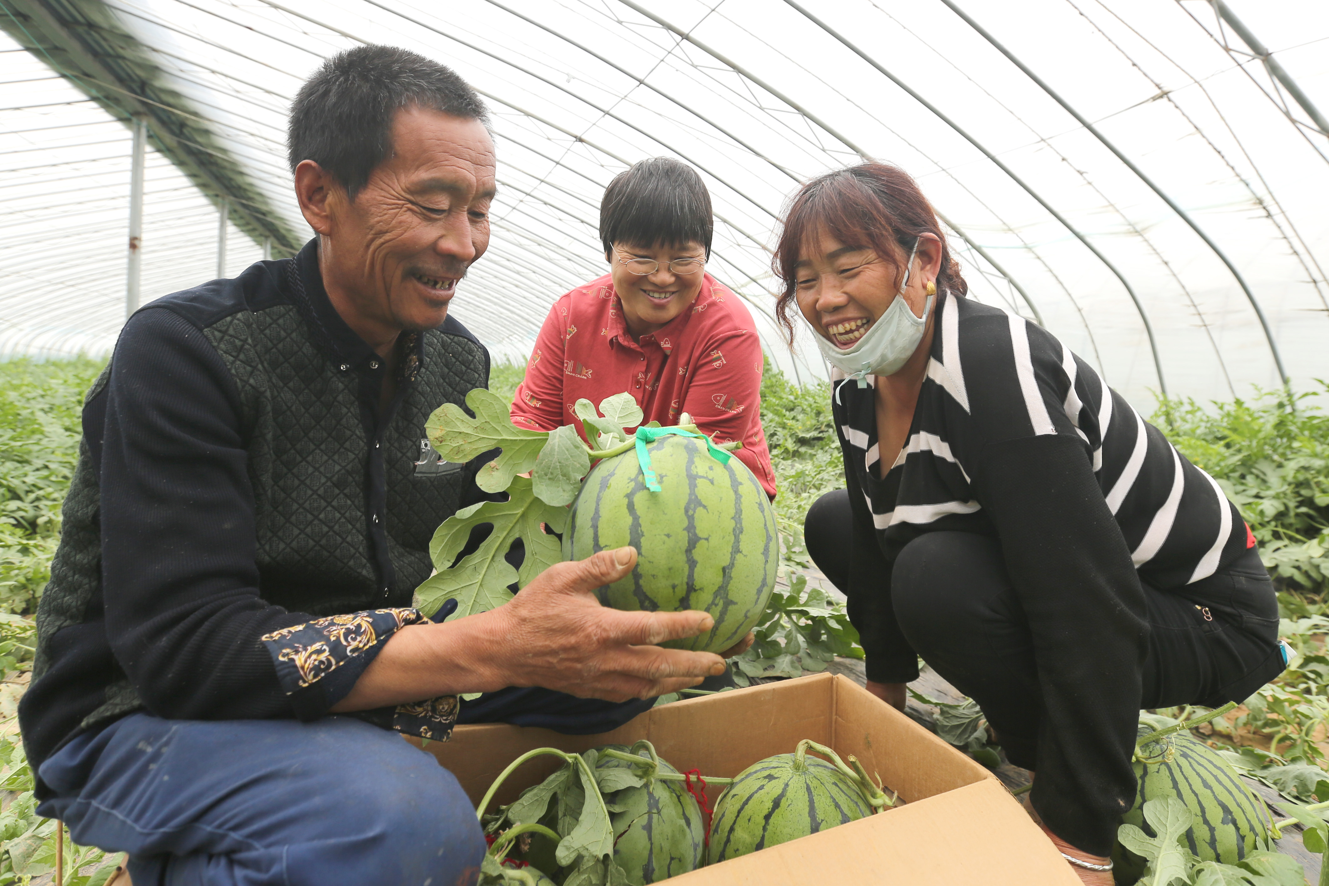 河南滑縣:郵政電商平臺讓瓜農笑得更甜蜜