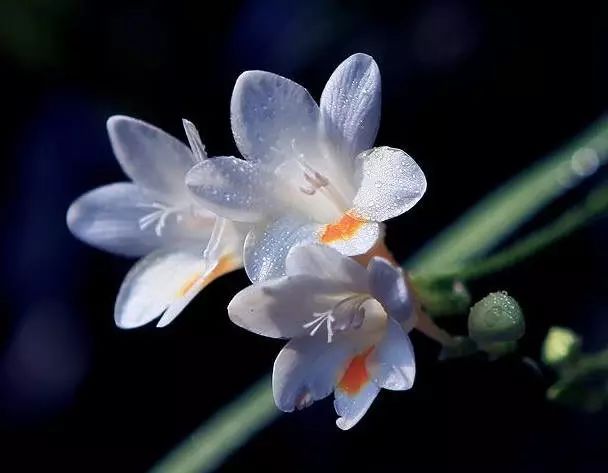 小苍兰的花语是:纯洁,浓情,清香, 幸福,清新舒畅.