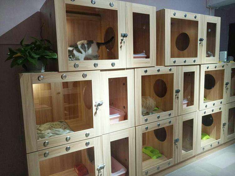 宠物寄养价格越高就一定越好?遇到不上心的工作人员一切都白搭