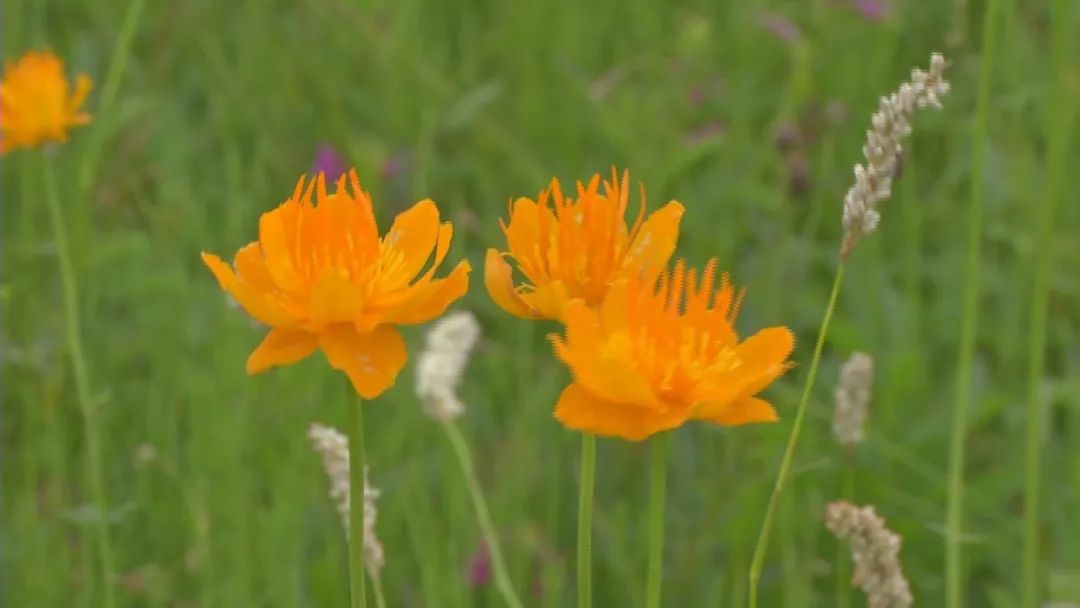 正蓝旗 把"金莲花"命名为旗花 并大力发展金莲花种植产业【蒙古文】