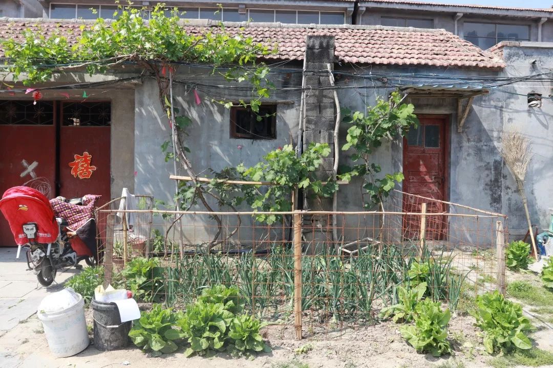 五一假期你回丰县老家劳动吗?有图有真相……_农村