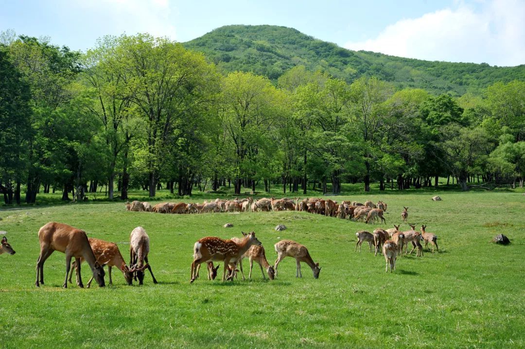 地点:哈尔滨市阿城区平山镇.