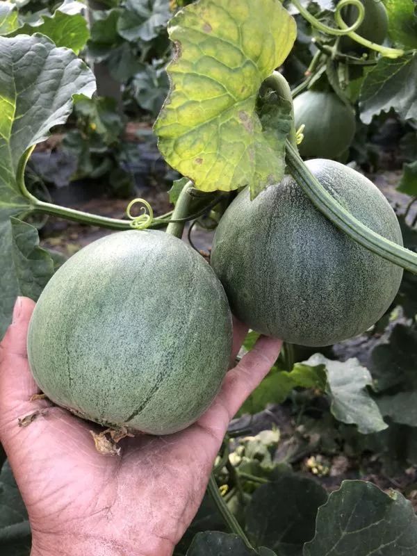 它外形小巧,颜色碧绿,有点像小型的南瓜;原来,这就是绿宝石甜瓜!