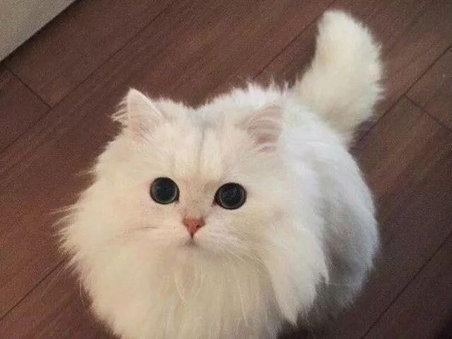 以阿富汗的土种长毛猫和土耳其的安哥拉长毛猫为基础,在英国经过100多