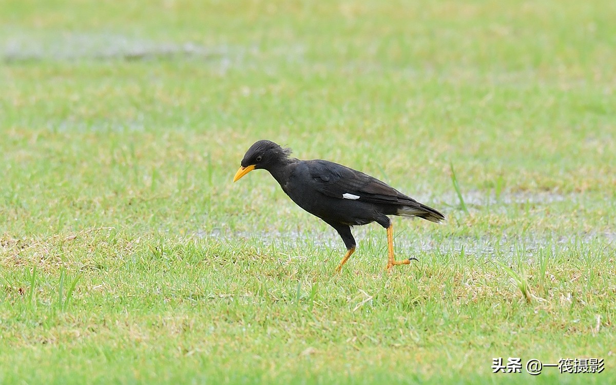 野外觀鳥——林八哥