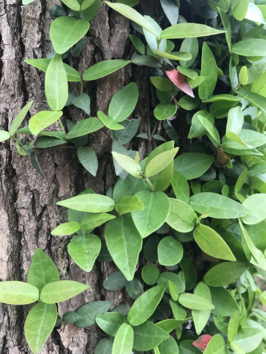 络石属常绿木质藤本植物,长可达10米,具乳汁;茎圆柱形赤褐色,叶革质或