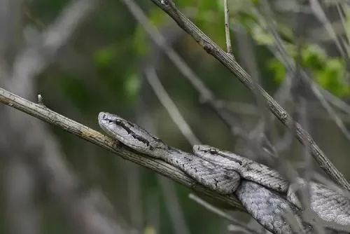 是 一条蛇 倒挂在树上