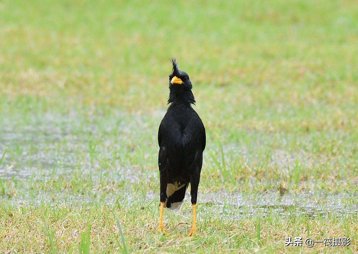 1/ 12 ְ˸(ѧ:acridotheres grandis):