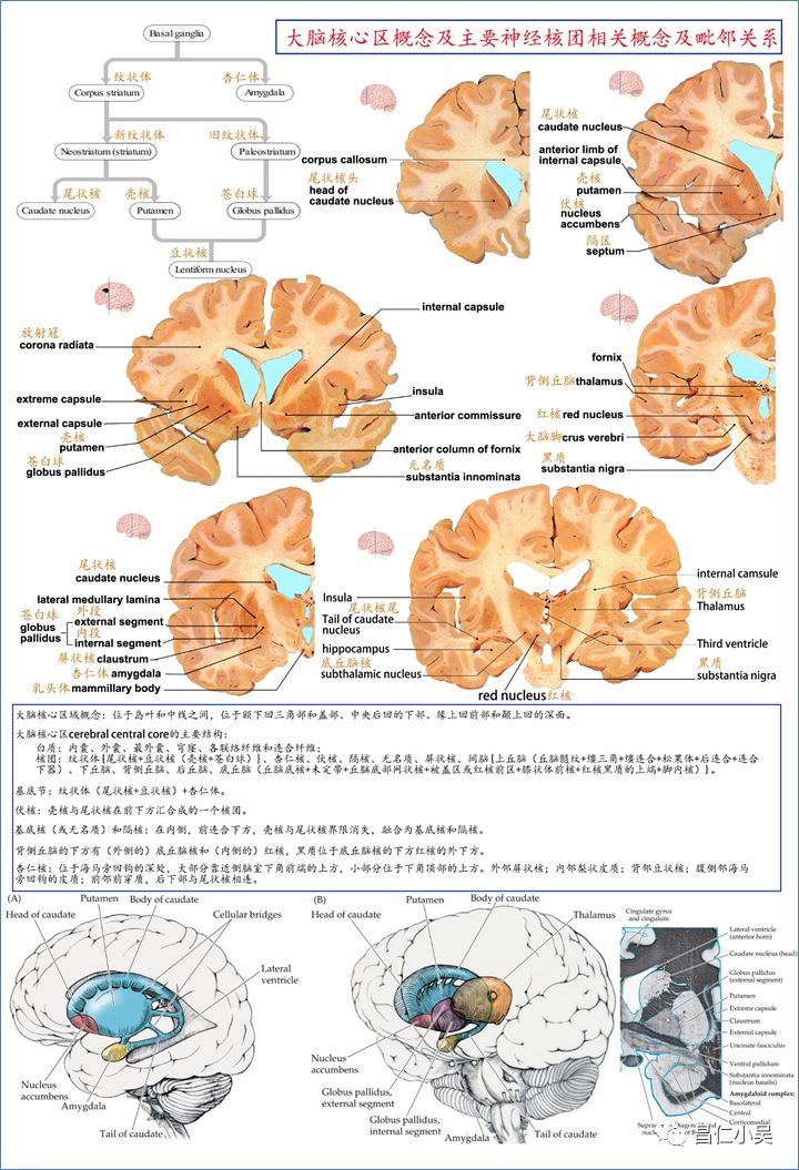 神经解剖学习笔记：大脑解剖知识_Lobe