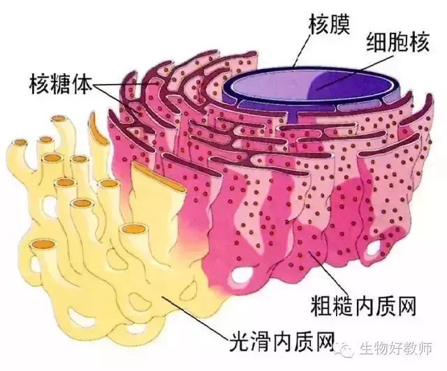 而成的网状结构,单层膜,可分为滑面内质网和粗面内质网(附着有核糖体)