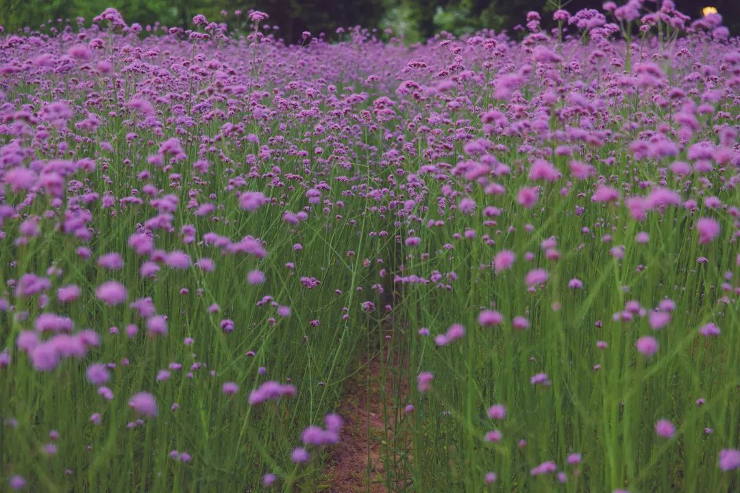 五一最美去處10000㎡馬鞭草盛放福州驚豔入夏