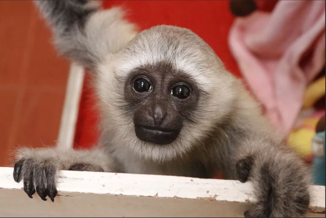 分会场杭州野生动物世界因动漫游客量创新高