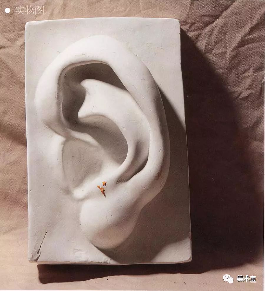 石膏耳朵学生作品图片