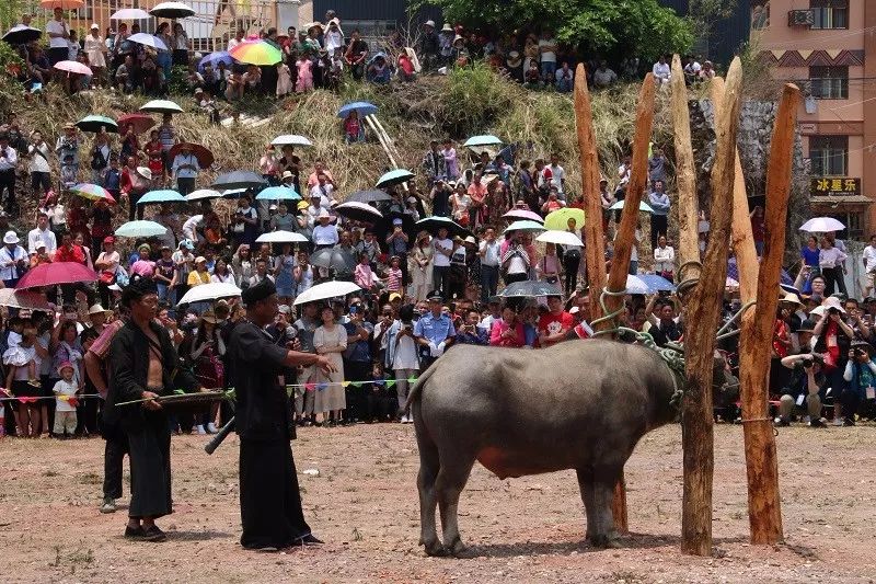 原始神秘的佤族剽牛祭祀