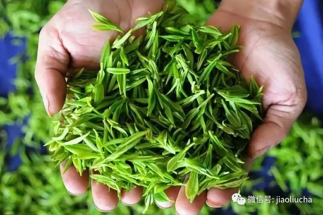 庐江绿茶图片