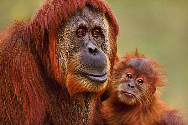 旅行见闻:摄影师镜头下的这15种憨态可掬的动物,却面临着灭绝的威胁!