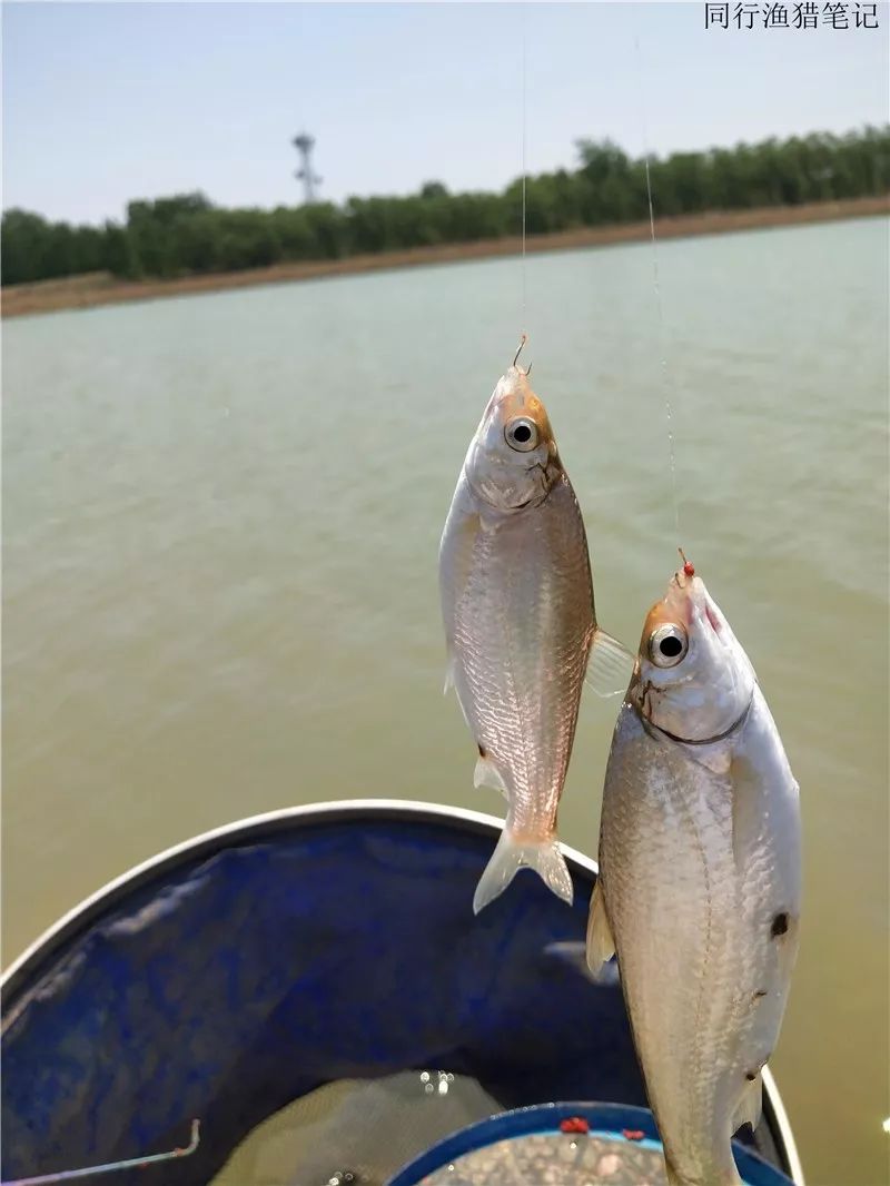 5.2 钓鱼笔记:专门去钓黄河鲮鱼