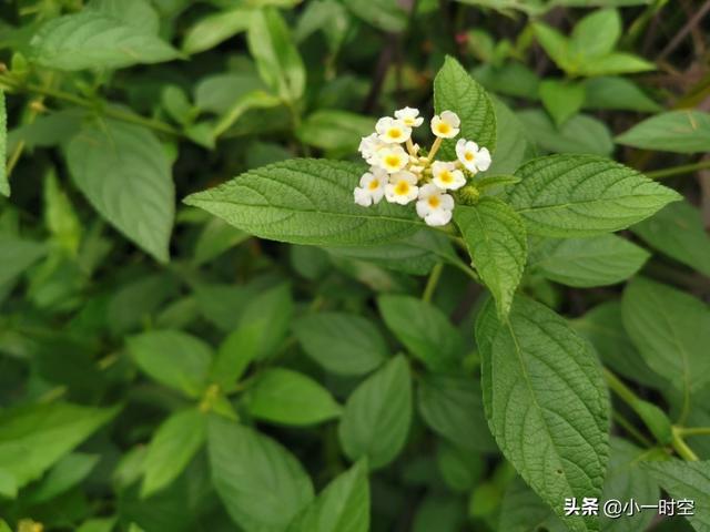 鸳鸯草 唐·薛涛绿英满香砌,两两鸳鸯小.但娱春日长,不管秋风早.