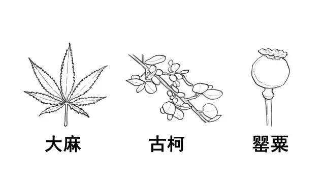 毒品简笔画罂粟花图片