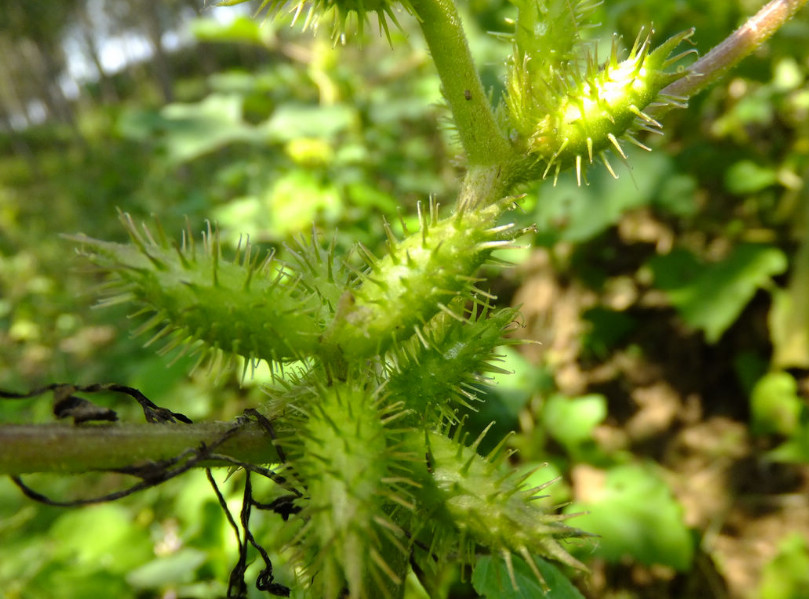 农村到处见的一种"刺球",总爱粘身惹人厌,殊不知宝贵还是好药