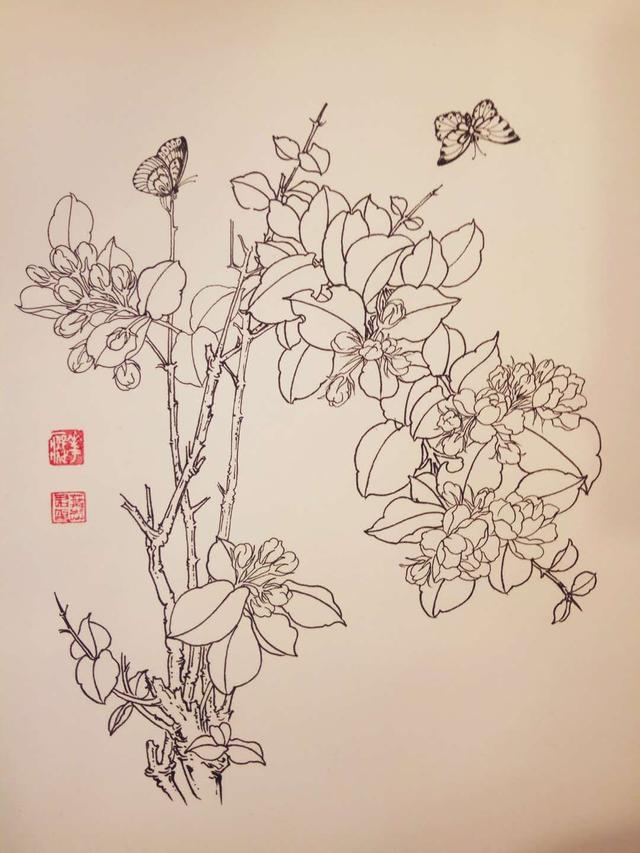 钢笔花卉白描达人叶志军先生的钢笔画分享