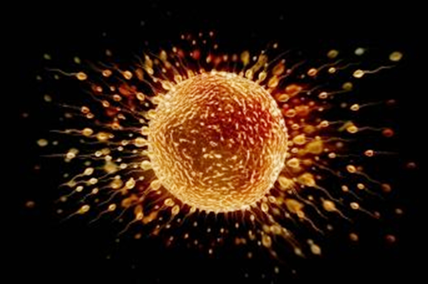 受精卵着床过程需要时间 身体的这些表现 说明 好孕 来临 子宫