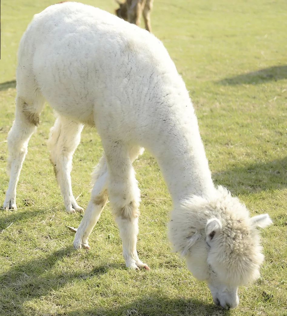 可爱的羊驼萌宠//美的让人流连忘返一丛丛,一簇簇,一串串粉红,淡蓝,亮