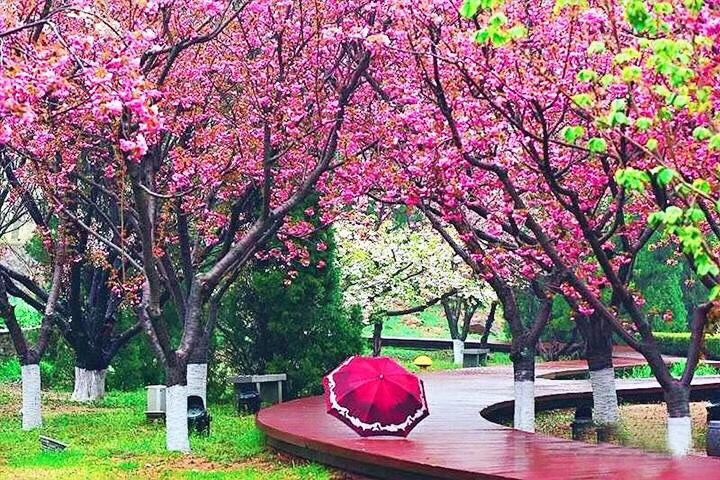 確認過眼神這個五一大連旅順二〇三景區櫻花是你要來玩的地