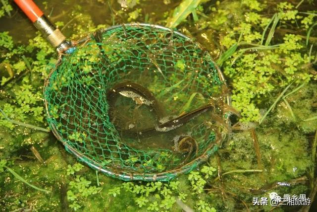 相比人工養殖的鱔魚,野生鱔魚具有更高的營養價值,是公認的彌足珍貴