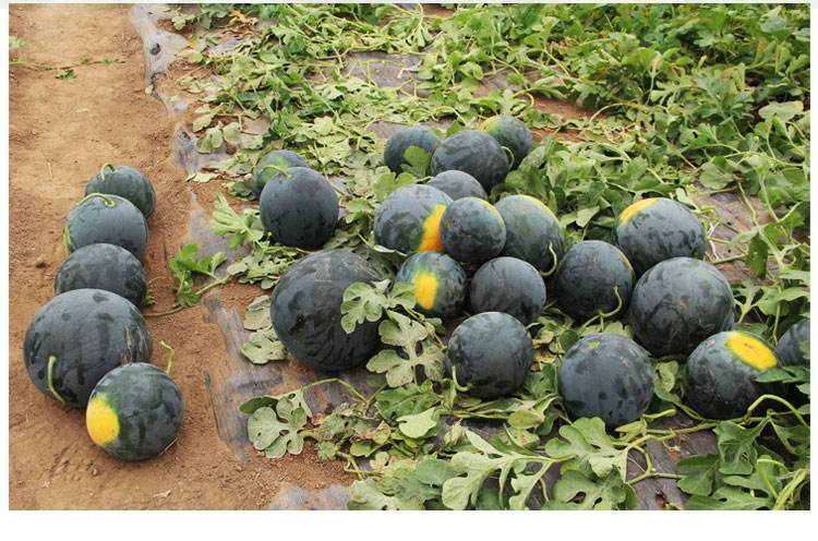 原创过去常见的黑皮大西瓜现在为啥很少有人种植了呢