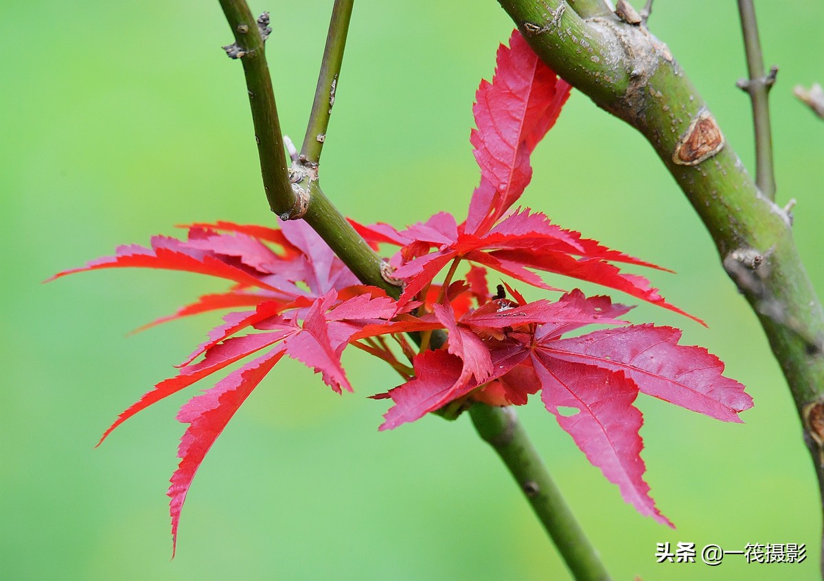 鸡爪槭——盛开在春天里的红叶