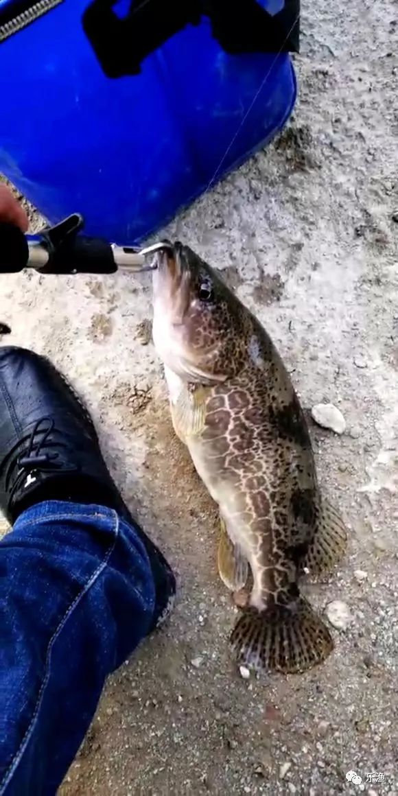 闸口丨急流路亚鳜鱼完美技巧五