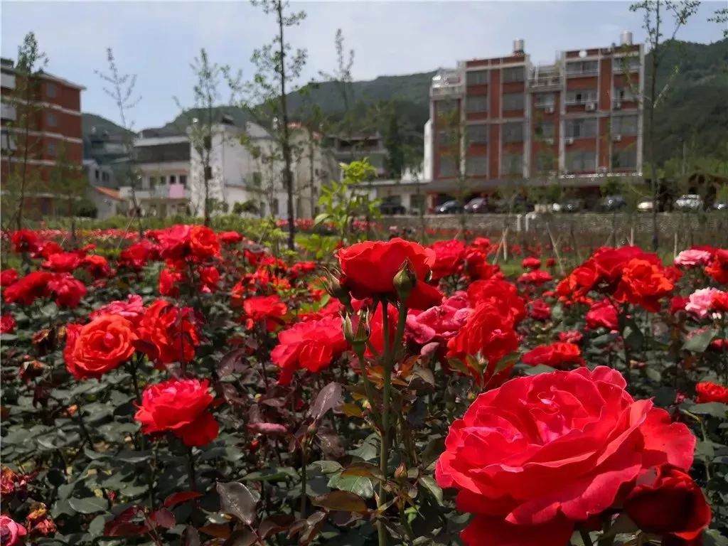 义乌这个地方竟然藏着一片免费的"月季花海"!