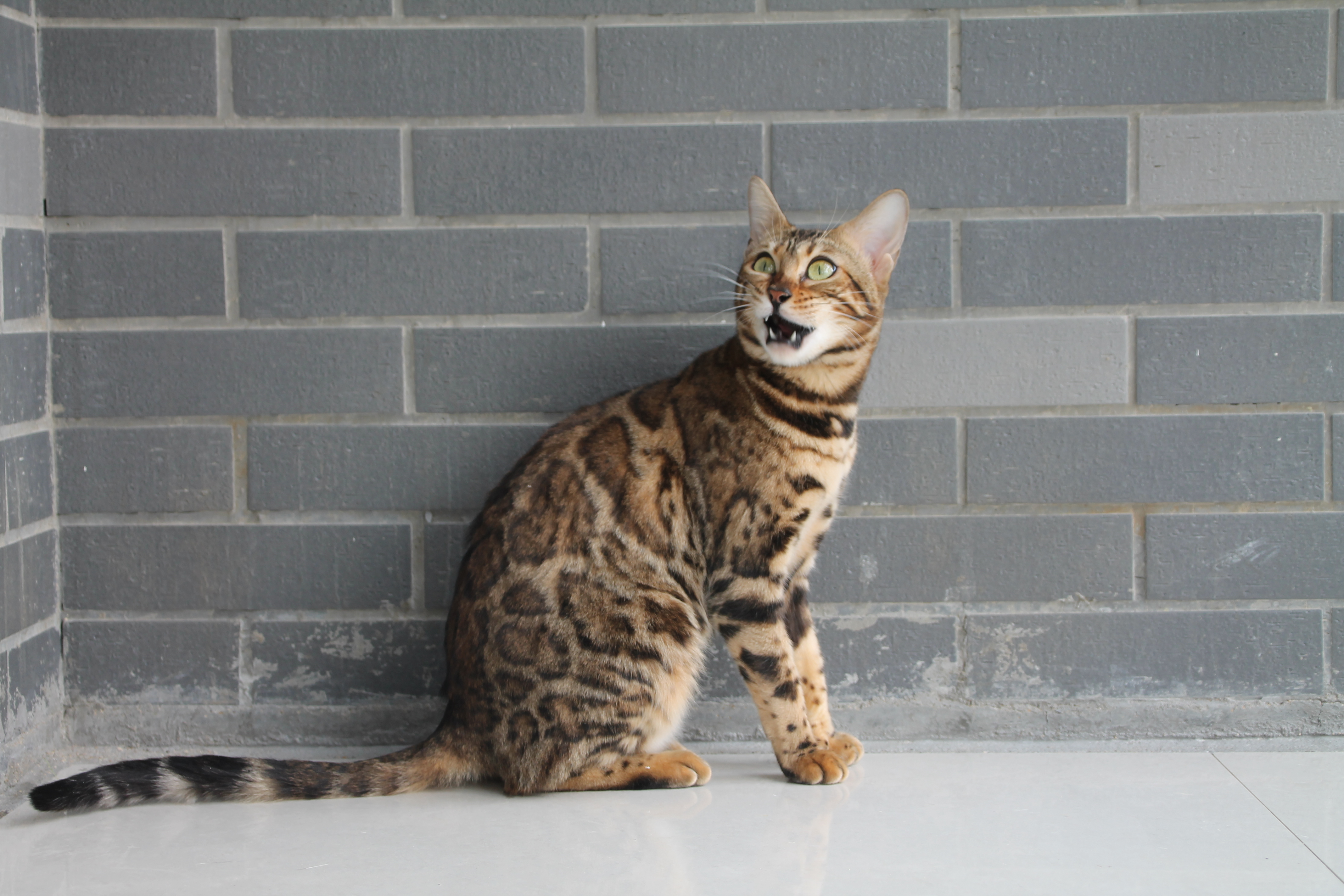 雨林豹猫∣优秀的孟加拉豹猫种母群