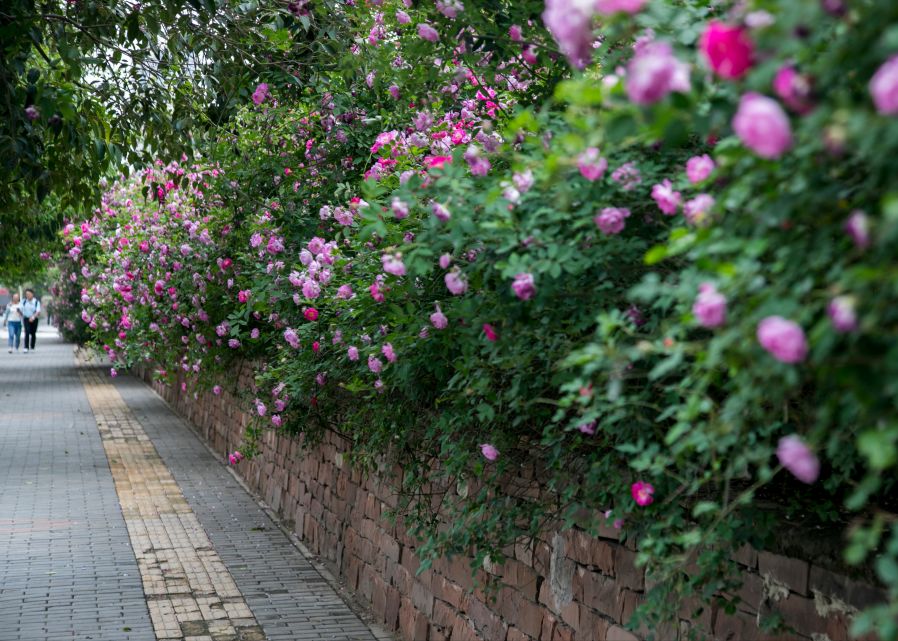 曲江新区这条蔷薇大道,美得一塌糊涂!_西安