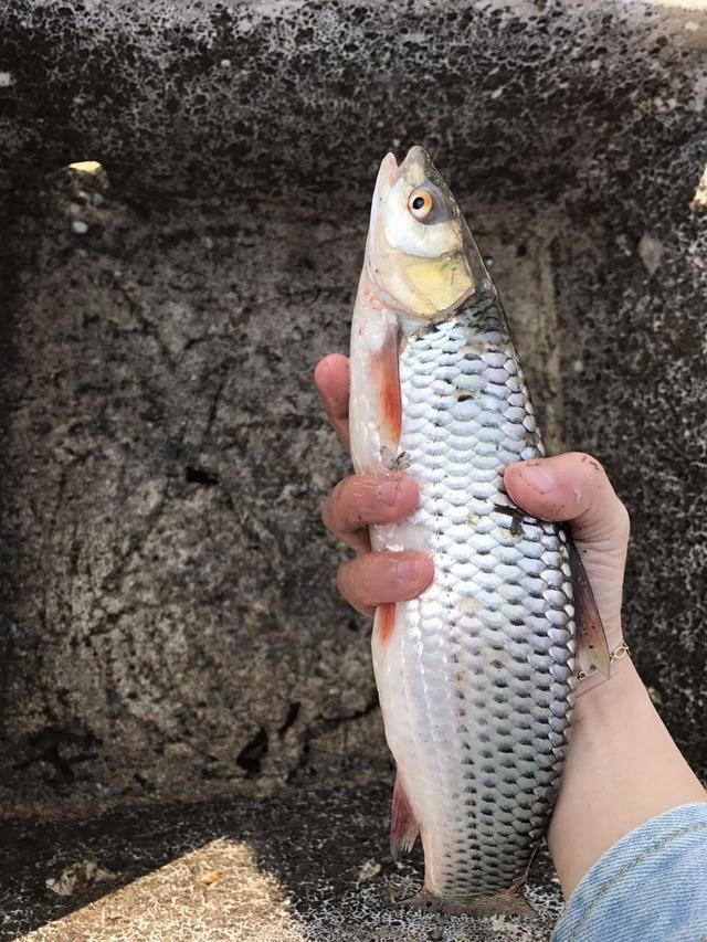 赤眼鳟水层图片