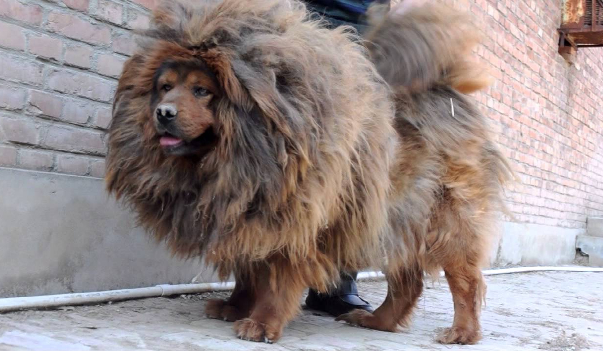 纯种藏獒能打赢最小的苏门答腊虎吗藏獒与老虎的差距有多大