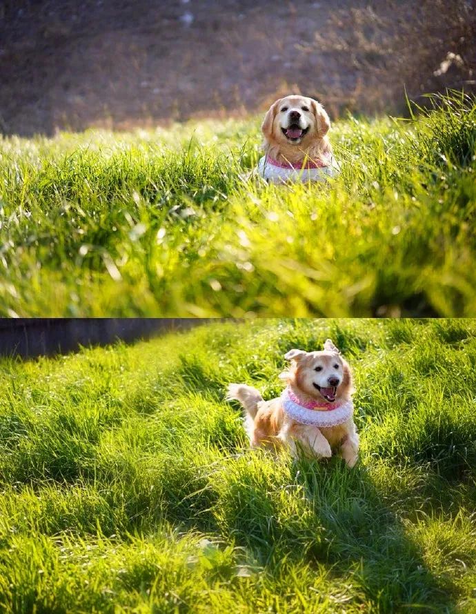 超有春日气息的金毛写真!趁着春天的小尾巴,快带狗子出门玩儿啊