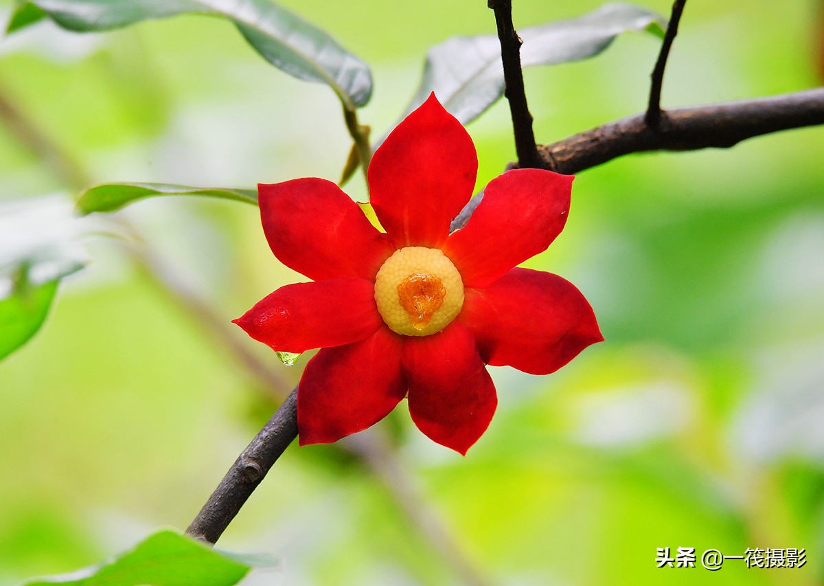 谁能解释 山椒子花的花瓣为何六瓣 七瓣不一 搜狐大视野 搜狐新闻