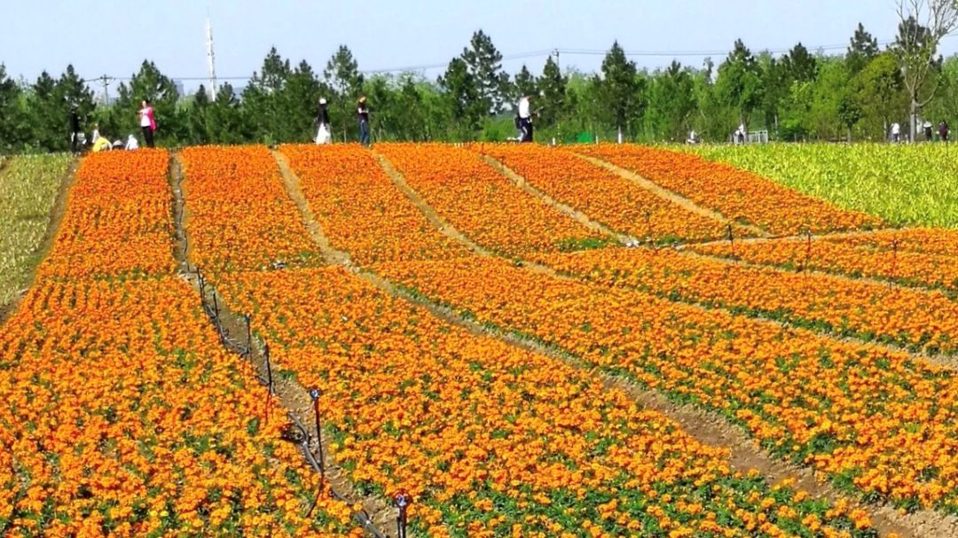 【五一休闲旅游好去处】送你一片花海  祝你笑口常开