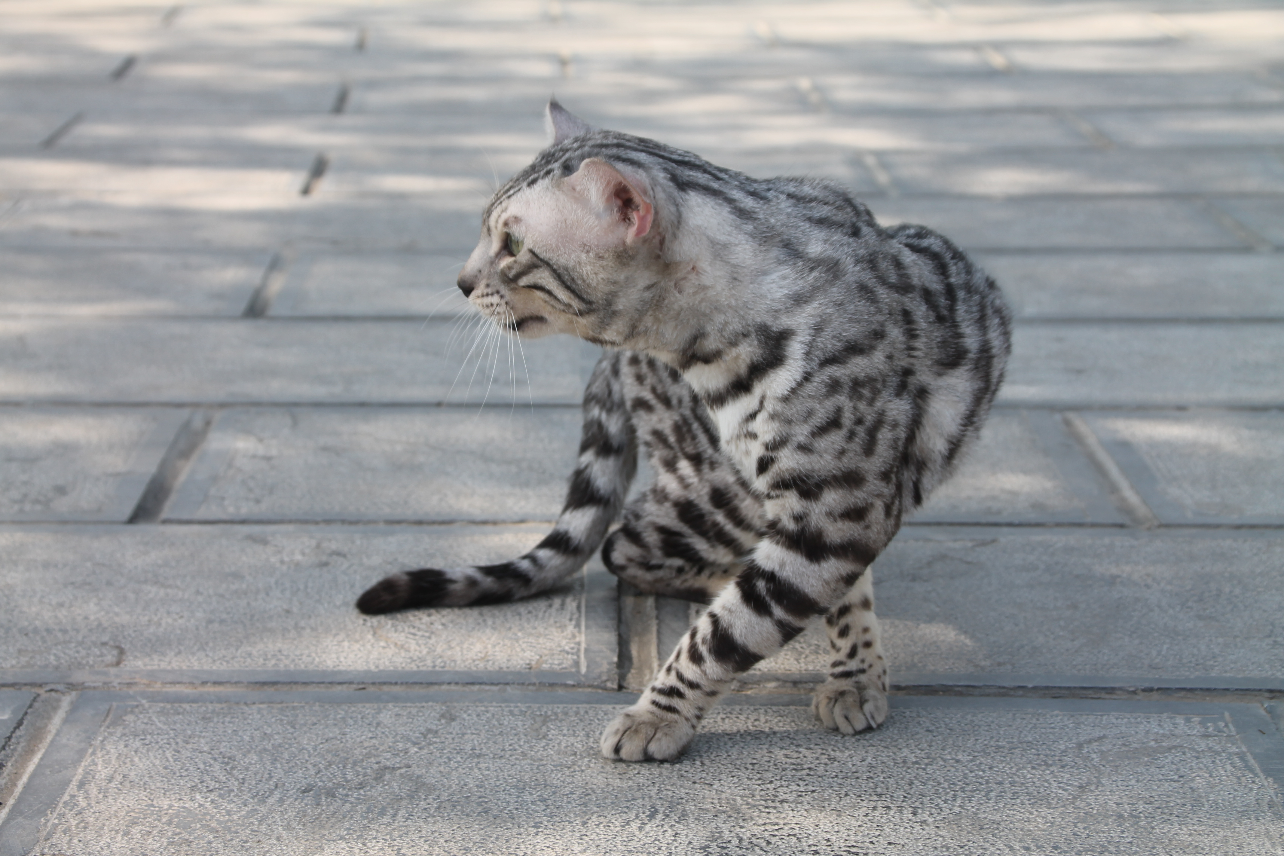 银色系孟加拉豹猫欣赏图集